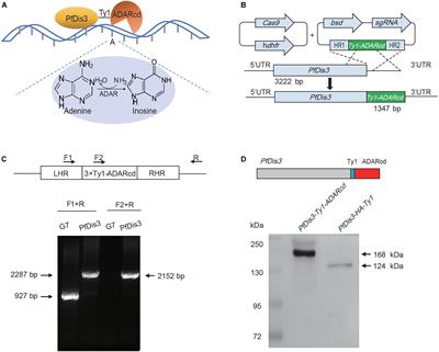 TRIBE Uncovers the Role of Dis3 in Shaping the Dynamic Transcriptome in Malaria Parasites